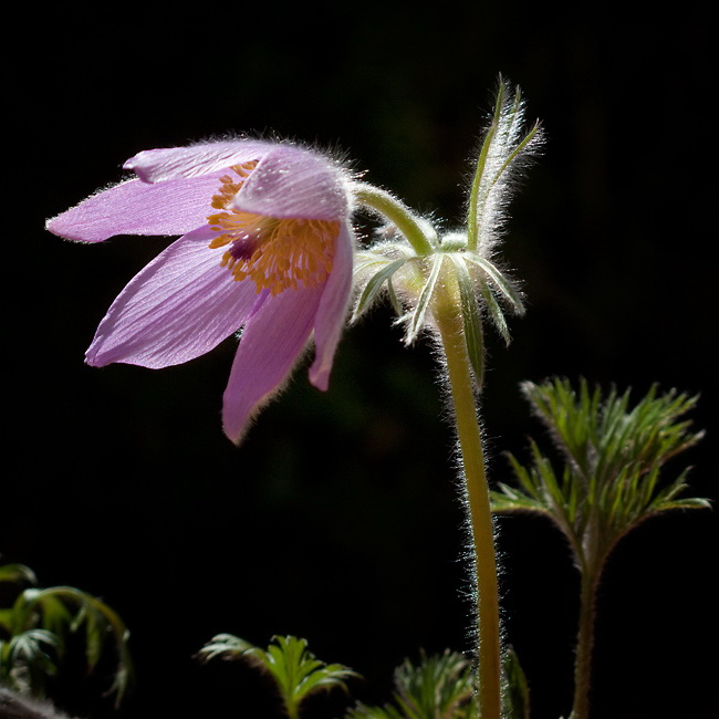 IMG_5235.dng-Blume-.jpg   26.04.jpg